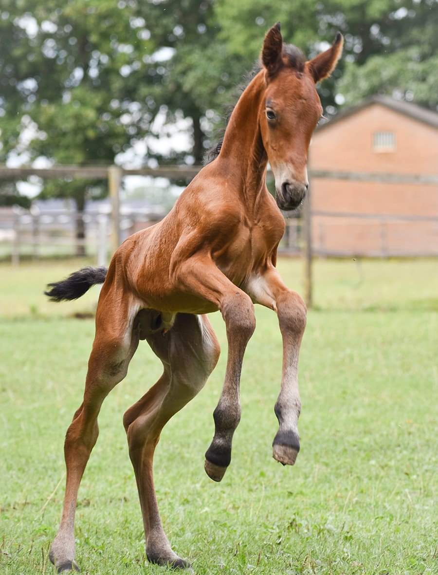 Greetje Arends-Hakvoort - Foals